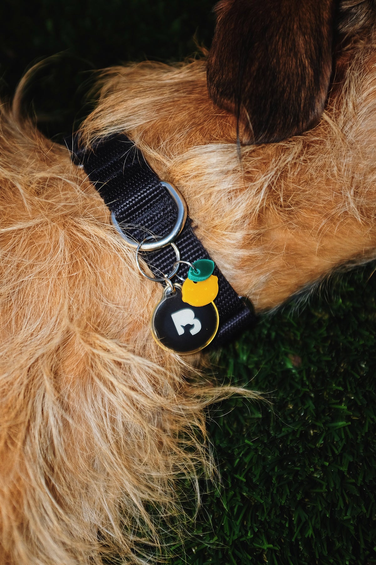 KkCo x Goods Gang x Snack Size 'Meyer Lemon' Pet Charm